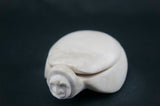 Wise Turtle
