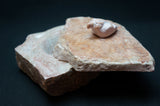 Keepsake Box with Bird Lid