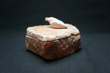 Keepsake Box with Bird Lid