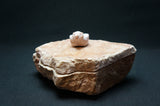 Keepsake Box with Bird Lid