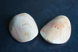 Conch Shell Hair Ties 3" #2