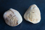 Conch Shell Hair Ties 4" #2