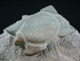 Medicine Wheel Turtle