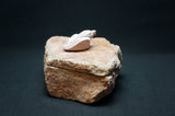 Keepsake Box with Bird Lid